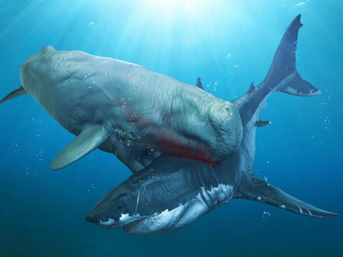 已灭绝的十大鲨鱼-第2张图片-光阳健康网